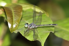 Micromacromia zygoptera