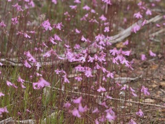 Utricularia multifida