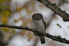 Glaucidium passerinum