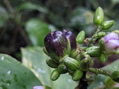 Tradescantieae