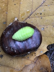 Apoda limacodes