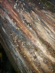 Helicogloea compressa