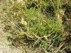 Astragalus penduliflorus