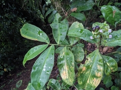Tradescantieae