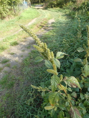 Amaranthus powellii