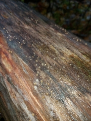 Helicogloea compressa