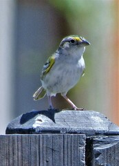 Ammodramus humeralis