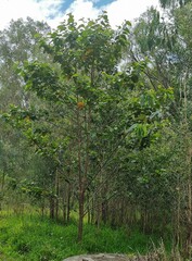 Commersonia bartramia