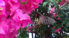 Troides aeacus formosanus