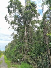 Ficus macrophylla