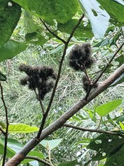 Commersonia bartramia