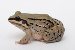 Leptodactylus mystacinus
