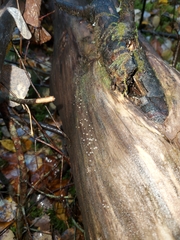 Helicogloea compressa