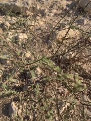 Vachellia tortilis