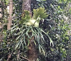 Platycerium superbum