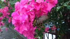 Troides aeacus formosanus