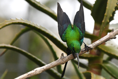 Nectarinia famosa famosa
