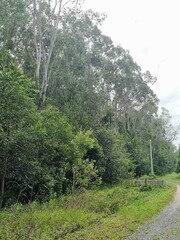 Eucalyptus tereticornis