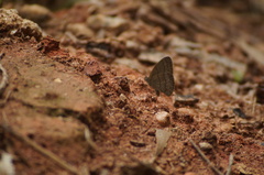 Hermeuptychia hermes