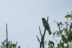Tersina viridis