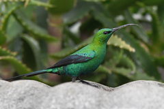 Nectarinia famosa famosa