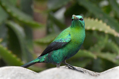 Nectarinia famosa famosa