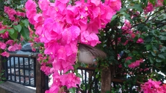 Troides aeacus formosanus