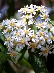 Olearia lirata
