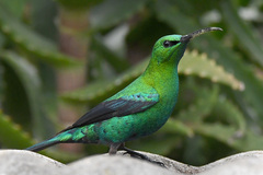 Nectarinia famosa famosa