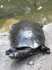 Phrynops hilarii