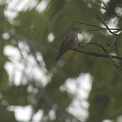 Muscicapa sibirica