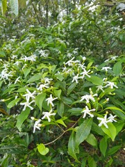 Tabernaemontana pandacaqui