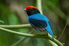 Chiroxiphia caudata