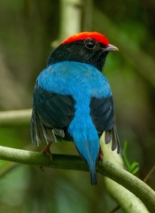 Chiroxiphia caudata