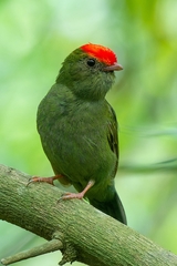 Chiroxiphia caudata