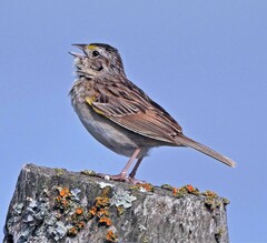 Ammodramus humeralis