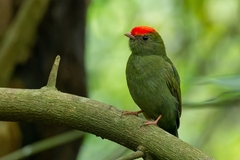 Chiroxiphia caudata