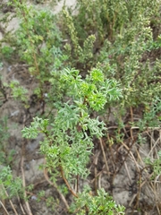 Artemisia campestris maritima
