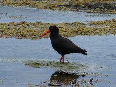 Haematopus fuliginosus