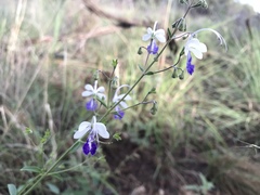 Trichostema arizonicum