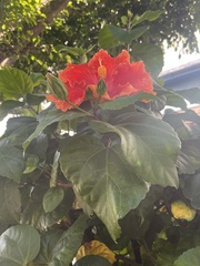 Hibiscus
