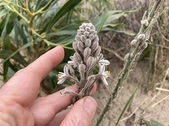 Trachyandra hirsutiflora