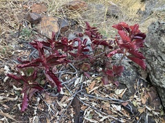 Kalanchoe sexangularis
