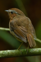 Conopophaga lineata