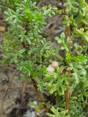 Artemisia campestris maritima