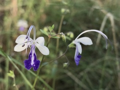 Trichostema arizonicum