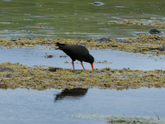 Haematopus fuliginosus