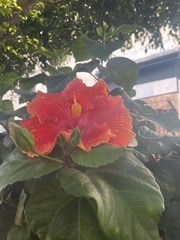 Hibiscus