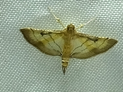 Marasmia poeyalis