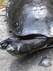 Phrynops hilarii
